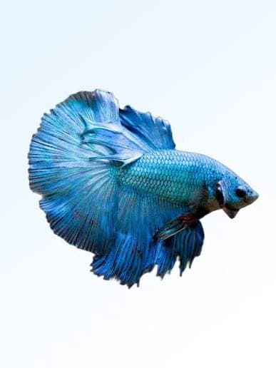 Full Moon Betta thumbnail 2