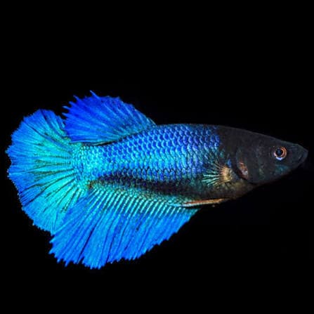 Half Moon Betta thumbnail 2