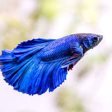 Half Moon Betta thumbnail 3
