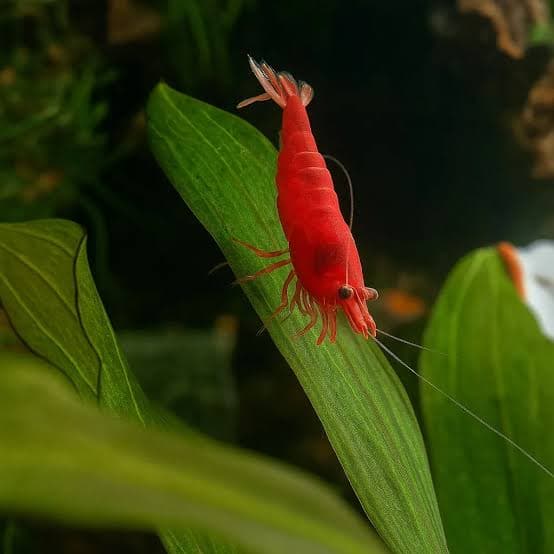 Red Shrimp (Pair)
