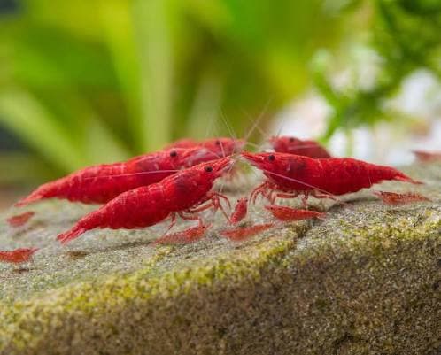 Red Shrimp (Pair) thumbnail 2