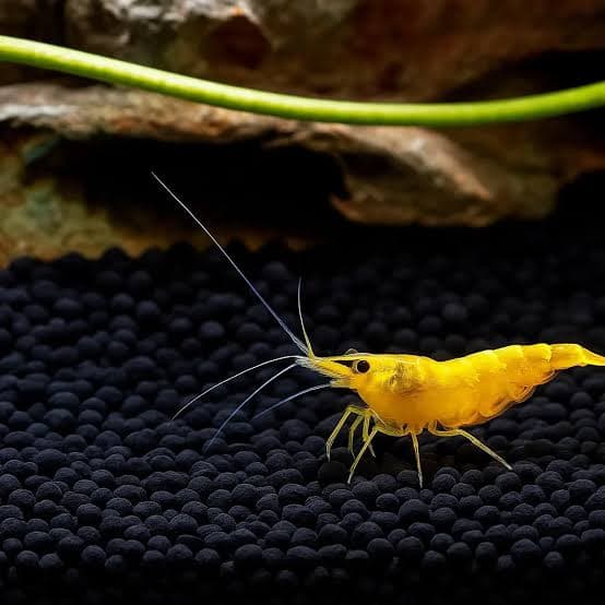 Yellow Shrimp (Pair) thumbnail 2