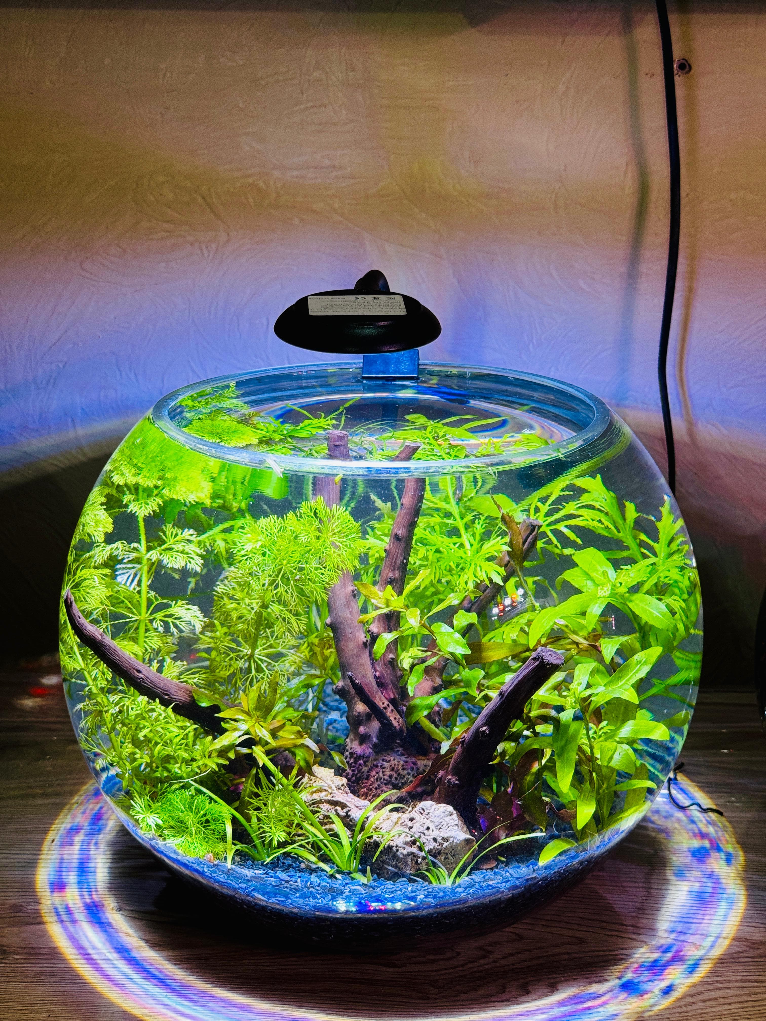 Large planted bowl, alternate angle