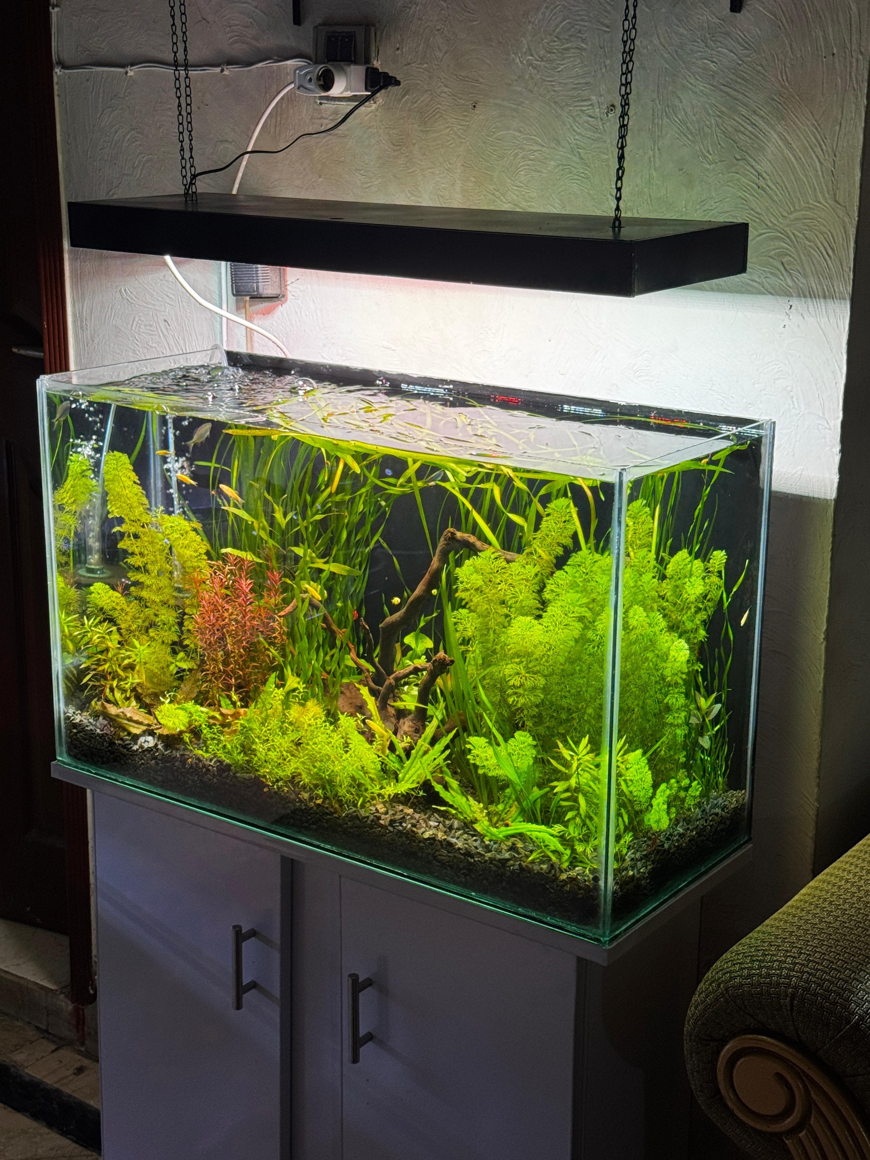 2 × 1 ft planted aquarium