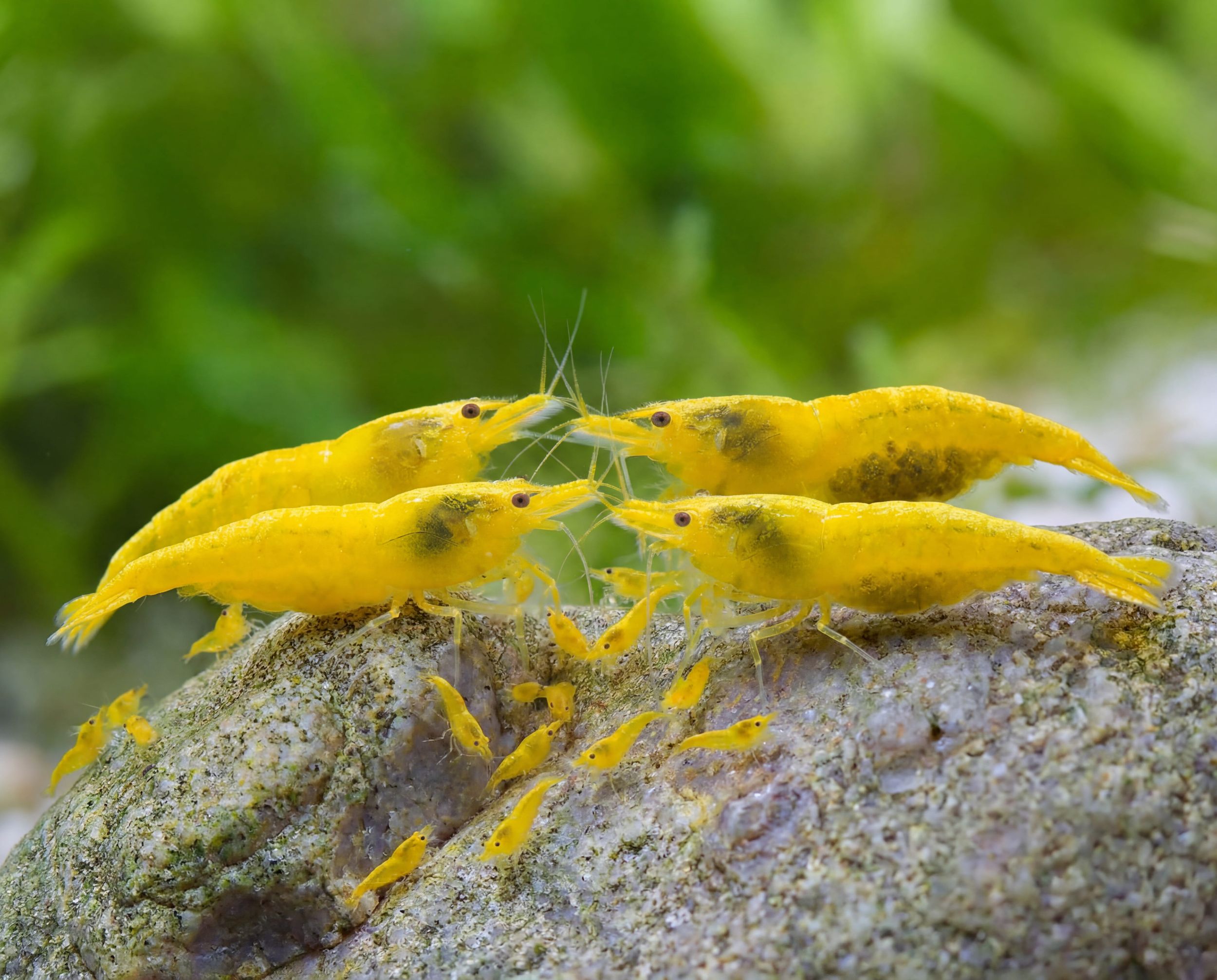 Yellow Shrimp (Pair)
